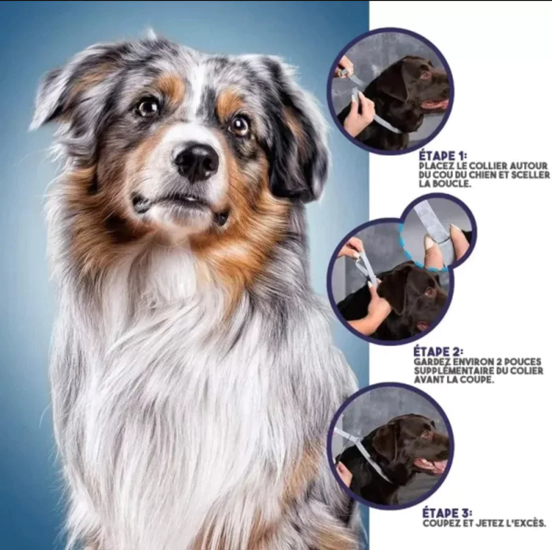 PROTECT + : Collier anti-parasites pour chiens et chats