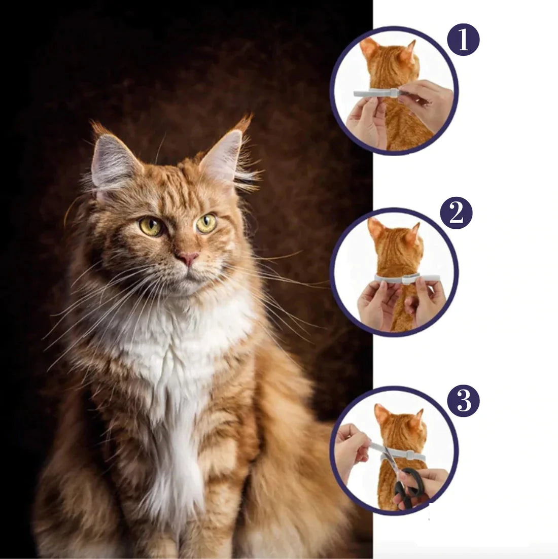 PROTECT + : Collier anti-parasites pour chiens et chats