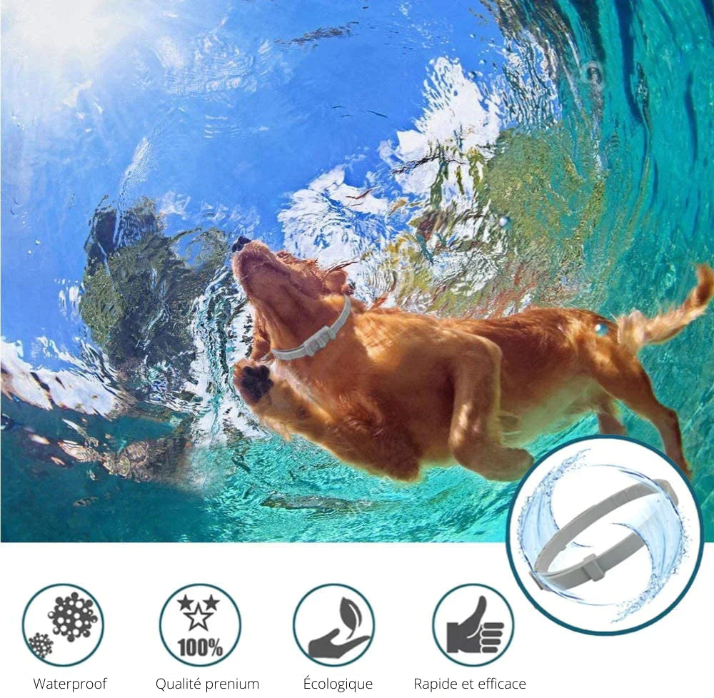 PROTECT + : Collier anti-parasites pour chiens et chats